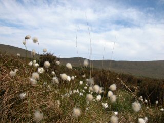 Bog Cotton