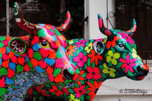 Colourful Cows - S Writings